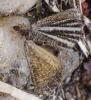 Isturgia limbaria